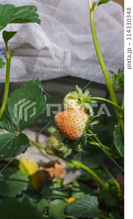 いちごの栽培｜熟しかけ(赤くなりかけ)の苺 114330348