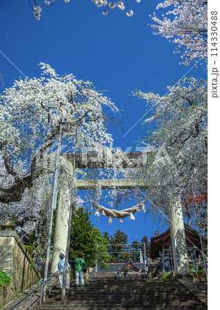 桜の烏帽子山公園 114330488