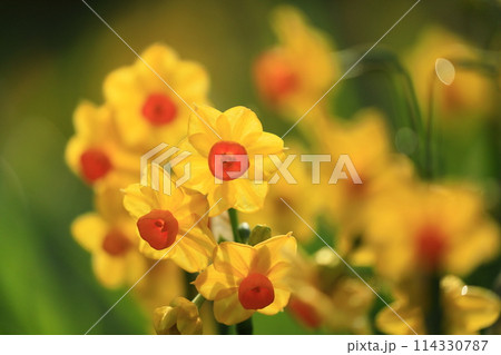 黄色い水仙 114330787