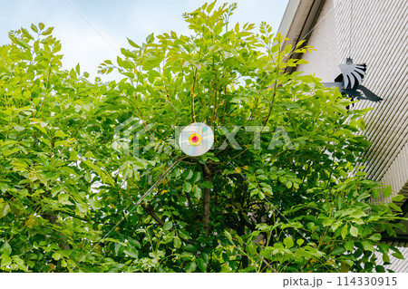 鳩避け対策を施した庭木 114330915