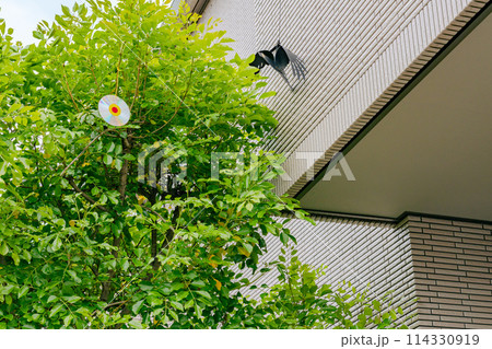 鳩避け対策を施した庭木 鳩避け対策を施した庭木 114330919