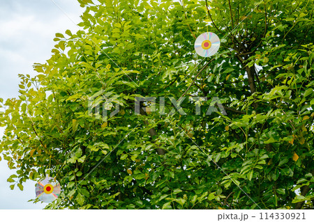 鳥避けのディスクを2枚ぶら下げた庭木 114330921