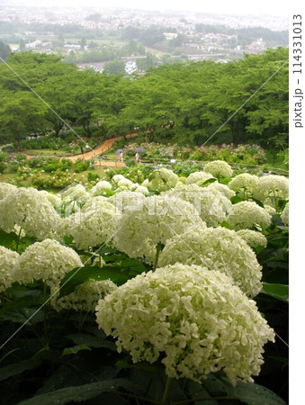 白い紫陽花アナベル 114331013