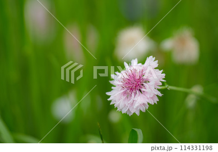 伊勢市　津村花開道 114331198