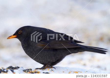 Black, bird and food in nature with snow for winter, wildlife and natural habitat or environment for animal. Blackbird, survival and hungry in cold weather in Europe for adaptation and closeup Black, bird and food in nature with snow for winter, wildlife and natural habitat or environment for animal. Blackbird, survival and hungry in cold weather in Europe for adaptation and closeup 114331597