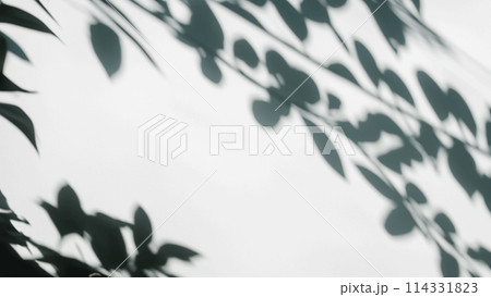白い壁に映る抽象的な植物の影のシルエット（乗算などで使用想定） 114331823