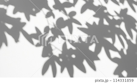 白い壁に映る抽象的な植物の影のシルエット（乗算などで使用想定） 114331859