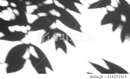 白い壁に映る抽象的な植物の影のシルエット（乗算などで使用想定） 114331925