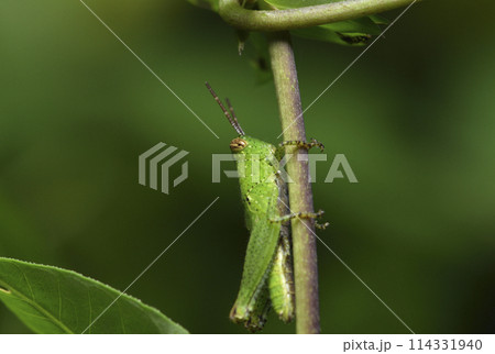 バグ 昆虫 苦悩 114331940