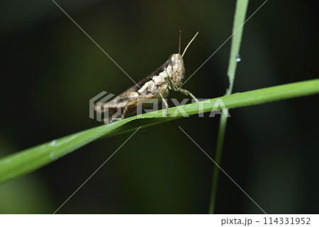 バグ 昆虫 苦悩 114331952