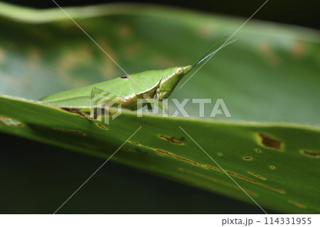 バグ 昆虫 苦悩 114331955