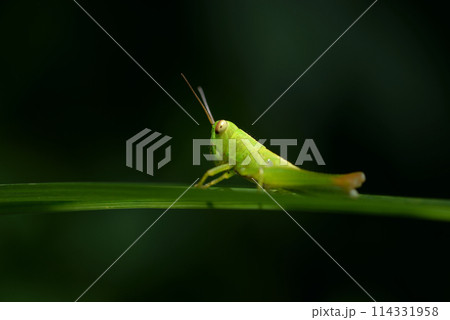 バグ 昆虫 苦悩 114331958