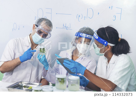 Scientist teams consult together with biochemistry plants tissue culture biotechnology science. Biotech Laboratory teamwork man and woman discuss look at Glass Petri Dish, plants tissue culture jar Scientist teams consult together with biochemistry plants tissue culture biotechnology science. Biotech Laboratory teamwork man and woman discuss look at Glass Petri Dish, plants tissue culture jar 114332073