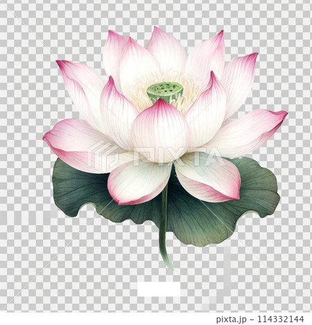蓮の花 114332144