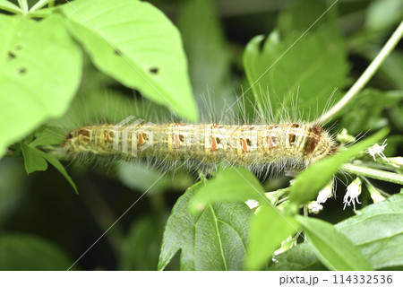 バグ 昆虫 苦悩 114332536