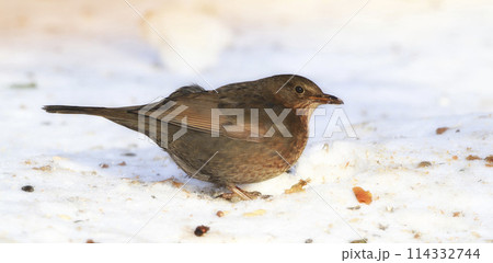 Spring, chick and blackbird animal in nature on ground with snow or ice to search for food and grain. Bird, breed or closeup outdoor in backyard or park in countryside with young songbird or wildlife Spring, chick and blackbird animal in nature on ground with snow or ice to search for food and grain. Bird, breed or closeup outdoor in backyard or park in countryside with young songbird or wildlife 114332744