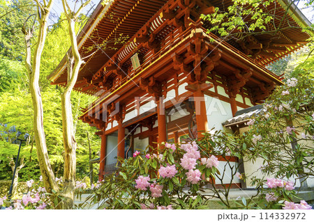 奈良　しゃくなげと室生寺仁王門 114332972