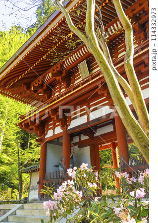 奈良　しゃくなげと室生寺仁王門 114332973