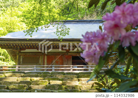 奈良　しゃくなげと室生寺金堂 114332986
