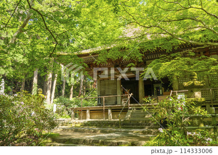 奈良 青紅葉とシャクナゲが美しい室生寺 本堂 奈良 青紅葉とシャクナゲが美しい室生寺 本堂 114333006