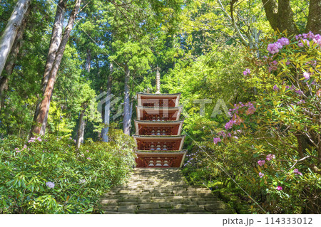 奈良 青紅葉とシャクナゲが美しい室生寺五重塔 奈良 青紅葉とシャクナゲが美しい室生寺五重塔 114333012