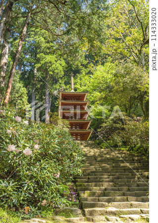 奈良　青紅葉とシャクナゲが美しい室生寺五重塔 114333020