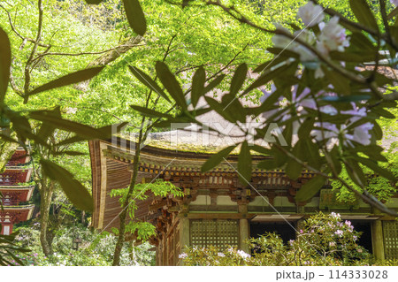 奈良　新緑が美しい室生寺本堂 114333028
