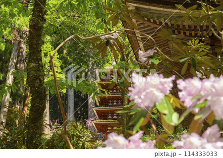 奈良　青紅葉とシャクナゲが美しい室生寺五重塔 114333033