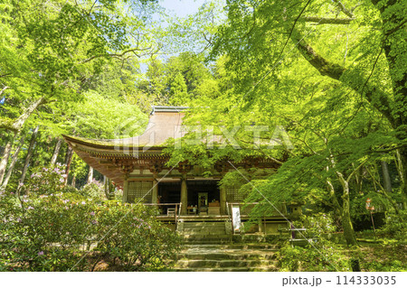 奈良 青紅葉とシャクナゲが美しい室生寺本堂 奈良 青紅葉とシャクナゲが美しい室生寺本堂 114333035