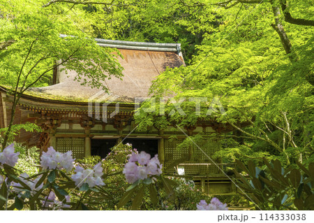 奈良 青紅葉とシャクナゲが美しい室生寺本堂 奈良 青紅葉とシャクナゲが美しい室生寺本堂 114333038