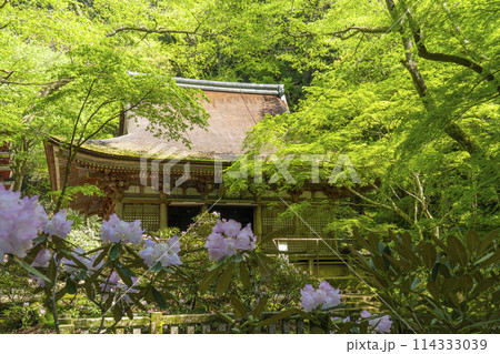 奈良　青紅葉とシャクナゲが美しい室生寺本堂 114333039