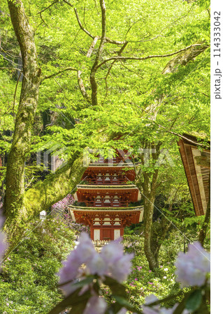 奈良　青紅葉とシャクナゲが美しい室生寺五重塔 114333042