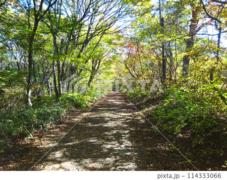 木洩れ日の中の登山道を歩く 木洩れ日の中の登山道を歩く 114333066