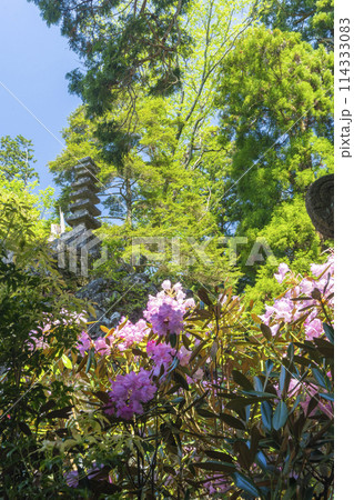 奈良 室生寺 奥之院 シャクナゲと七重石塔 奈良 室生寺 奥之院 シャクナゲと七重石塔 114333083