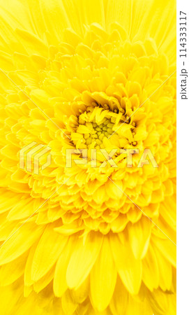 一輪の黄色いガーベラ　花の写真素材 114333117