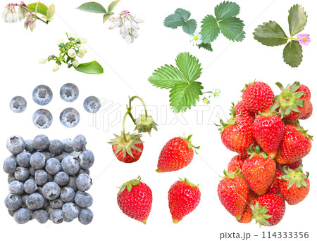 切り抜き素材セットーフルーツ8 114333356