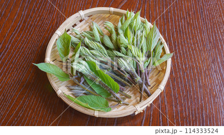 山ウドの新芽｜春の山菜 イメージ 114333524