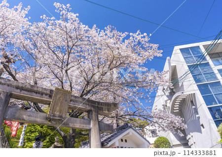 春の神戸　北野天満神社　石鳥居と満開の桜 114333881