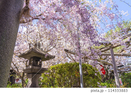 京都　雨宝院（西陣聖天）　満開の桜 114333883