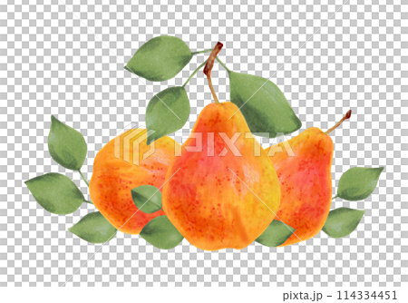 Composition of yellow pears with leaves. Botanical watercolor illustration. Clip art of ripe fruits from a tree for juice design, menu. Hand drawn isolated art. Organic food sketch. Healthy berries. Composition of yellow pears with leaves. Botanical watercolor illustration. Clip art of ripe fruits from a tree for juice design, menu. Hand drawn isolated art. Organic food sketch. Healthy berries. 114334451