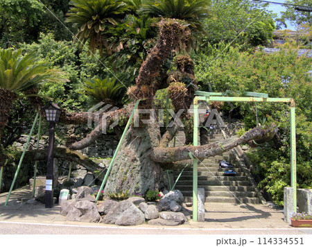 往年の貿易商全盛時代を偲ぶの大ソテツ 長崎県平戸市浦の町 往年の貿易商全盛時代を偲ぶの大ソテツ 長崎県平戸市浦の町 114334551