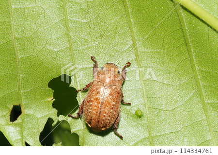 コイチャコガネ 114334761