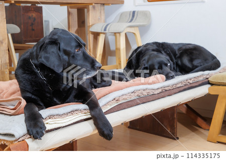 室内でくつろぐ、黒ラブラドールレトリバーの犬達 室内でくつろぐ、黒ラブラドールレトリバーの犬達 114335175