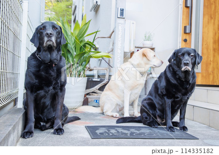 玄関まで見送る、黒ラブラドールレトリバーの犬達 114335182