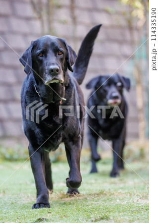 外を歩く黒ラブラドールレトリバーの犬達 外を歩く黒ラブラドールレトリバーの犬達 114335190