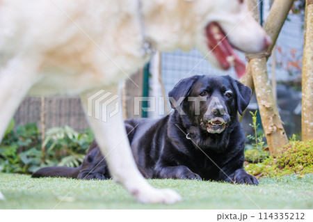 外でくつろぐ、黒ラブラドールレトリバーの犬 114335212