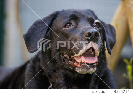 黒ラブラドールレトリバーの犬の顔 黒ラブラドールレトリバーの犬の顔 114335214
