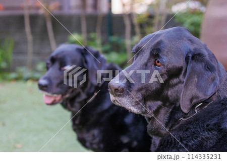 外で何かを見る、黒ラブラドールレトリバーの犬 114335231