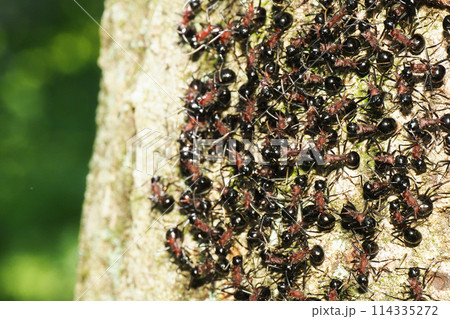 トゲアリの集団 114335272