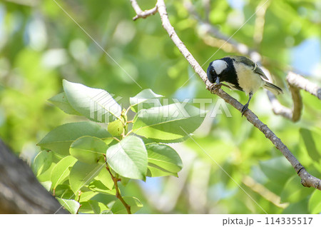 新緑と小首をかしげる四十雀 114335517